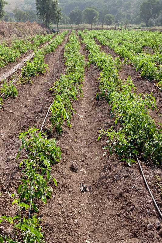 Water sustainability for sustainable agriculture - tomato crop raised through drip irrigation in Ahmednagar district, Maharashtra - a micro-irrigation technique that helps save water